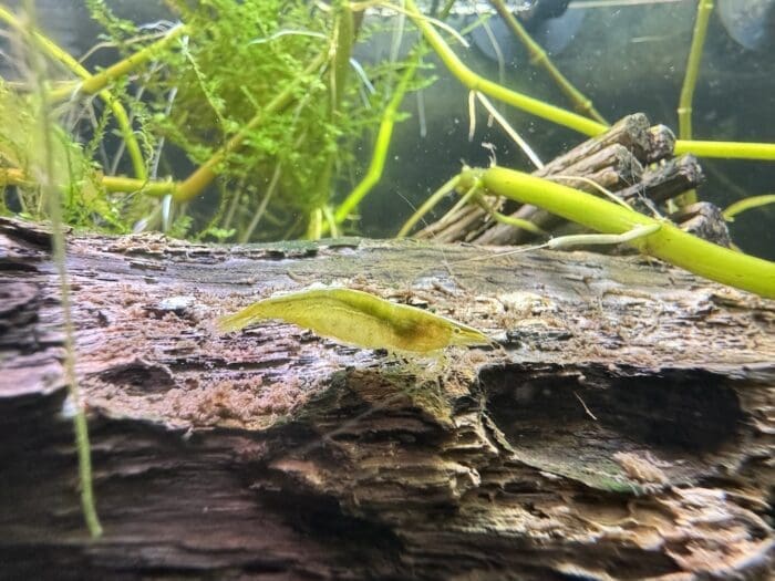 Green Babaulti Shrimp