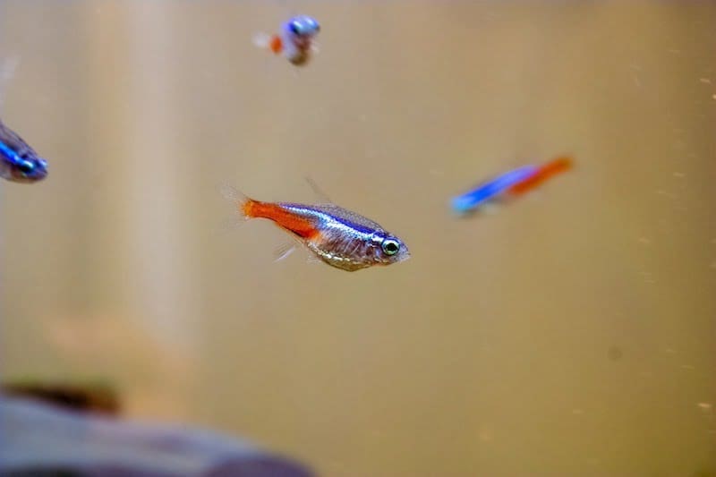 Photo of Neon Tetras, beginner freshwater fish