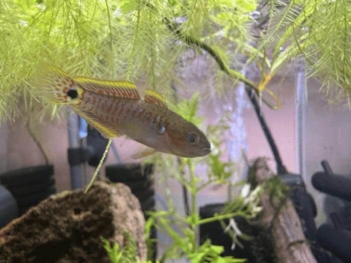 Peacock Gudgeon