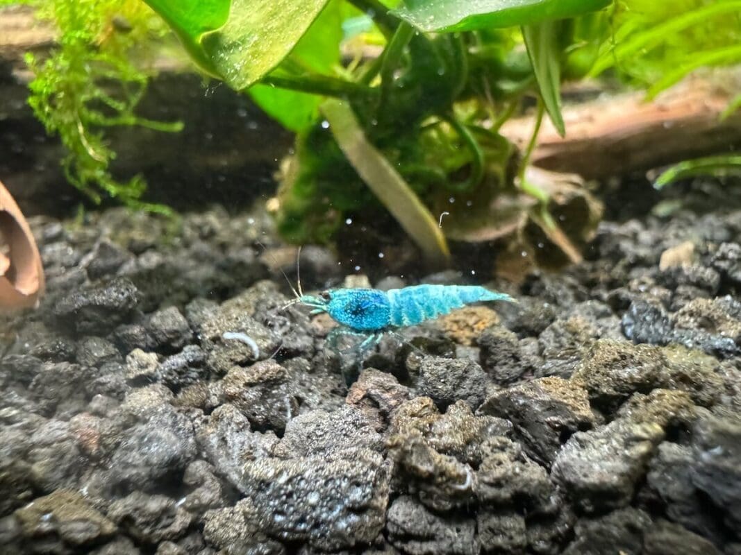 Pete’s Aquatics, Nampa, Idaho