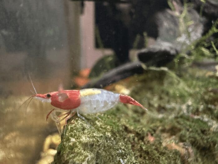 Red Rili