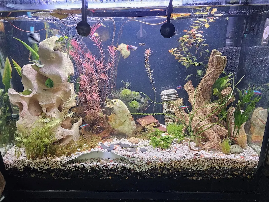 Best Fish Safe for Shrimp Tanks