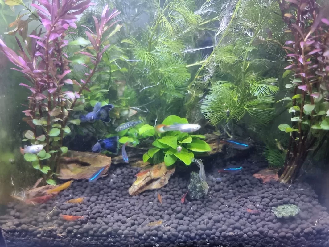 10 Safe Tank Mates for Shrimp