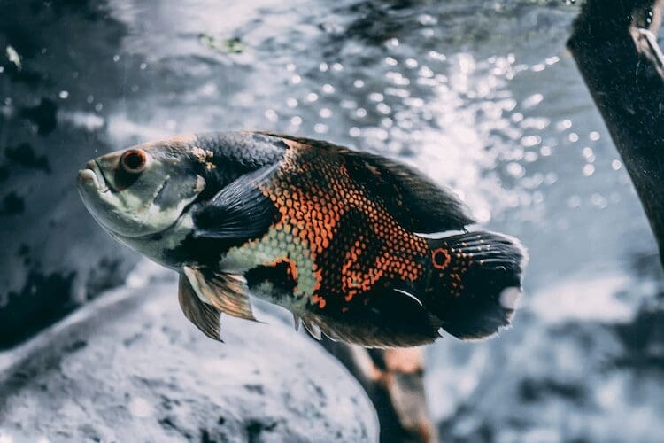 a fish swimming in water