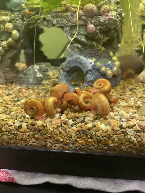 Aquarium pests, image of aquarium snails