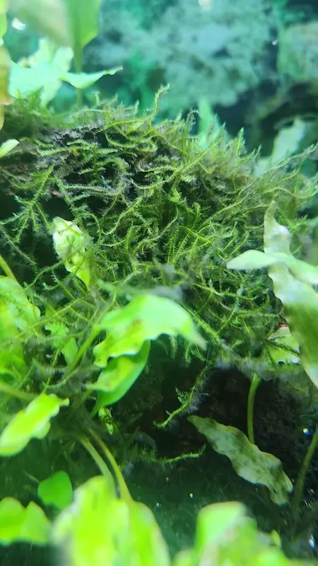 Best Moss for Neocaridina and Caridina Shrimp, image of fish tank with moss