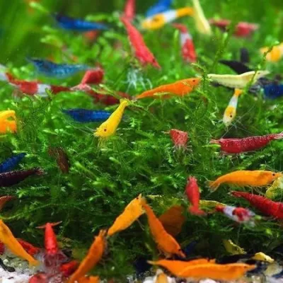 Can You Mix Neocaridina Shrimp Colors, a picture of different colored shrimp