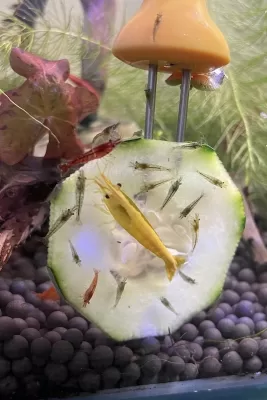 Caring for Shrimp Fry, 'Shrimplets'