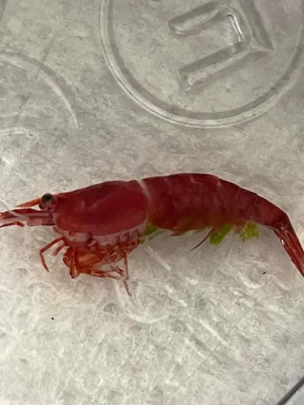 Common Shrimp Diseases and Illnesses Affecting Neocaridina