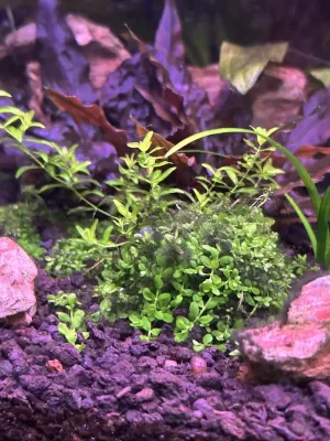 Control & Remove Black Beard Algae from a Shrimp Tank