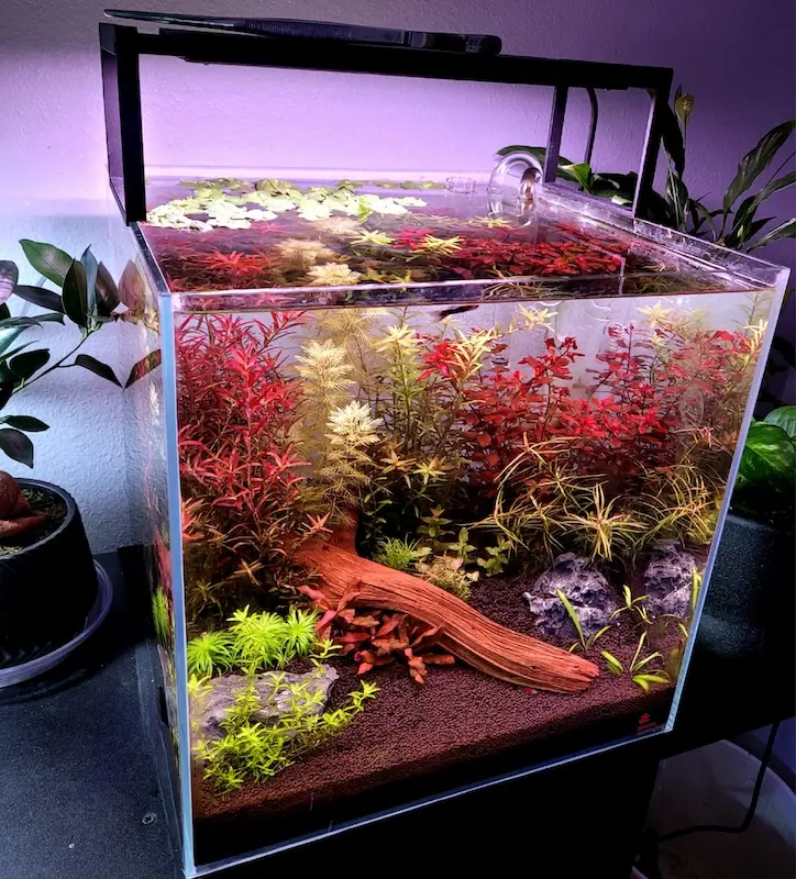 Cycle Your Aquarium with Light On or Off, image of a fish tank