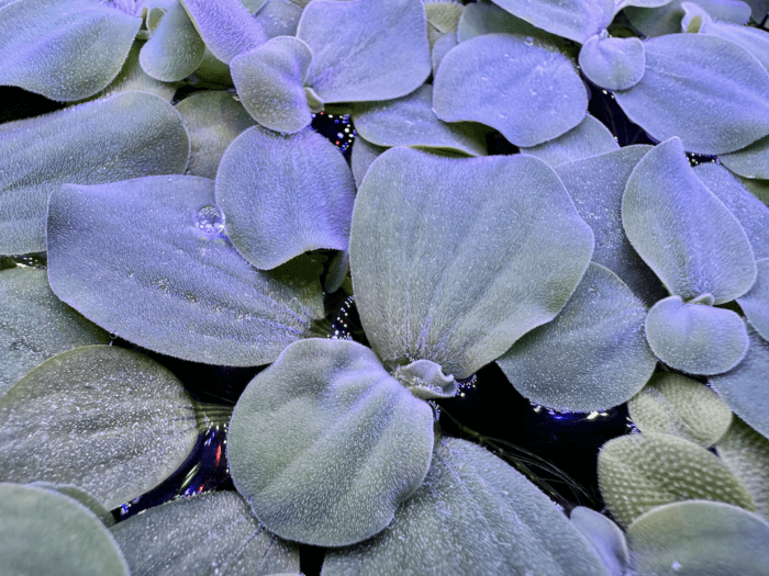 Dwarf Water Lettuce (3)