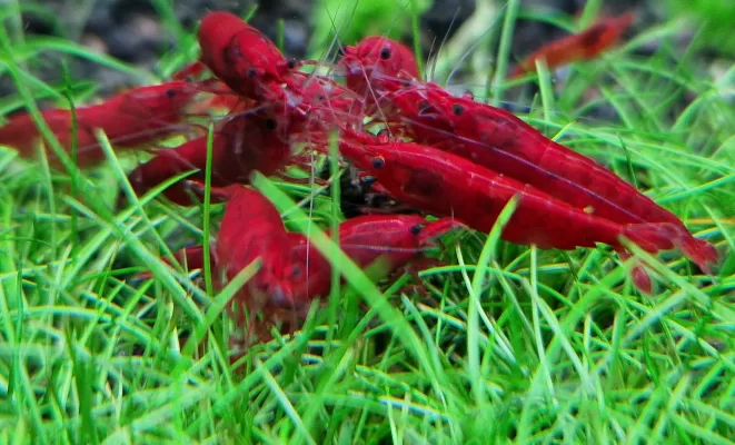Enhancing the Color of Neocaridina Shrimp, image of colorful shrimp