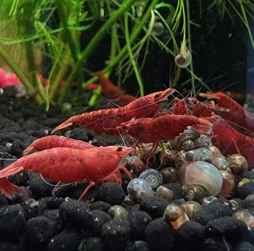 Feeding Neocaridina and Caridina Shrimp