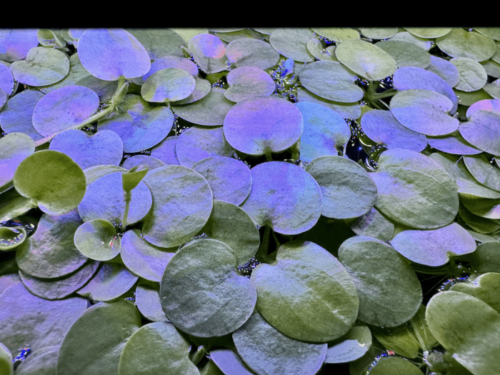 Frogbit, image of Frogbit