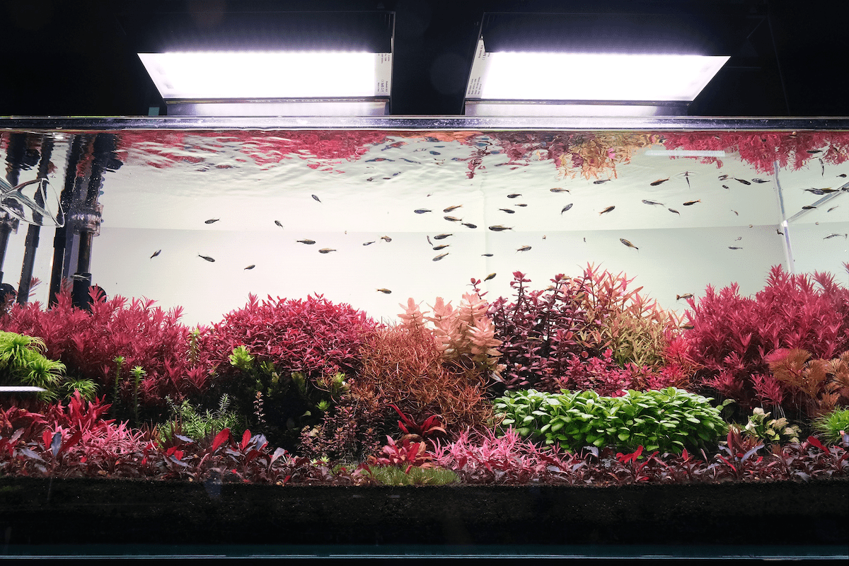 How Many Fish Can I Have in My Tank, image of a community fish tank