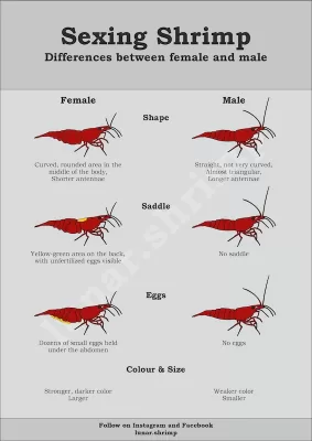 How to Identify Male and Female Neocaridina Shrimp