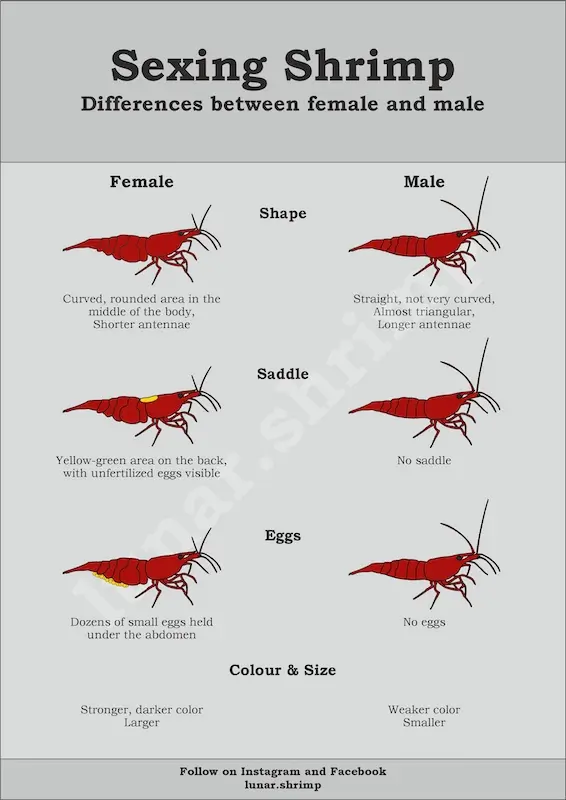 How to Identify Male and Female Neocaridina Shrimp