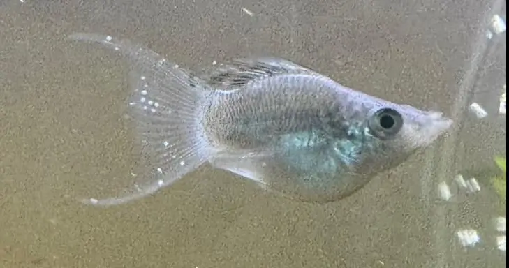 How to treat fish with ich, a picture of a fish with white spots on its fins.