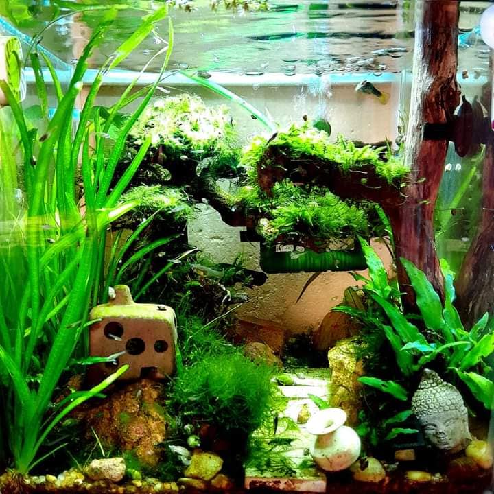 Shrimp Tank Setup, image of a shrimp tank