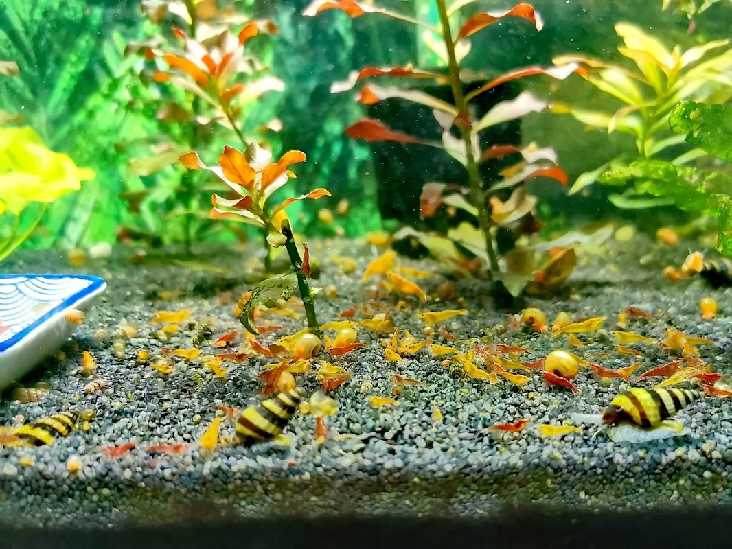 Perfect Water Parameters for Shrimp Tanks, image of Neocaridina tank