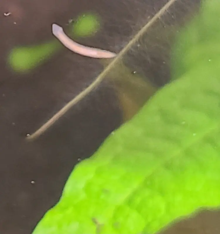 Planaria in shrimp tank