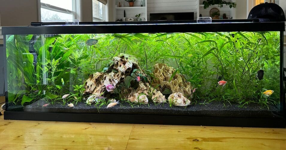 Set up an aquarium, large fish tank