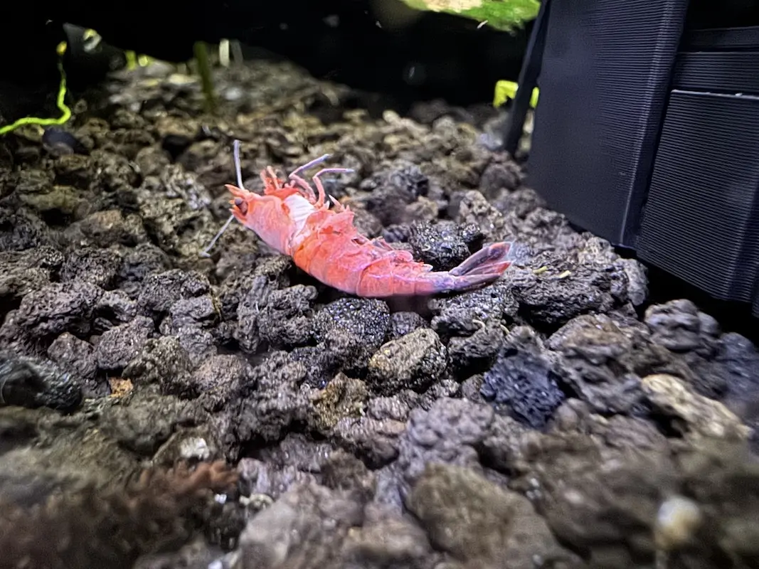 Shrimp Molting Problems, image of a dead shrimp