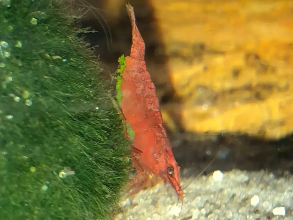 Shrimp Parasites: Identification, Treatment, and Prevention