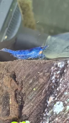 Shrimp Rust Disease Causes, Symptoms, & Effective Treatment - Shrimp with rust disease