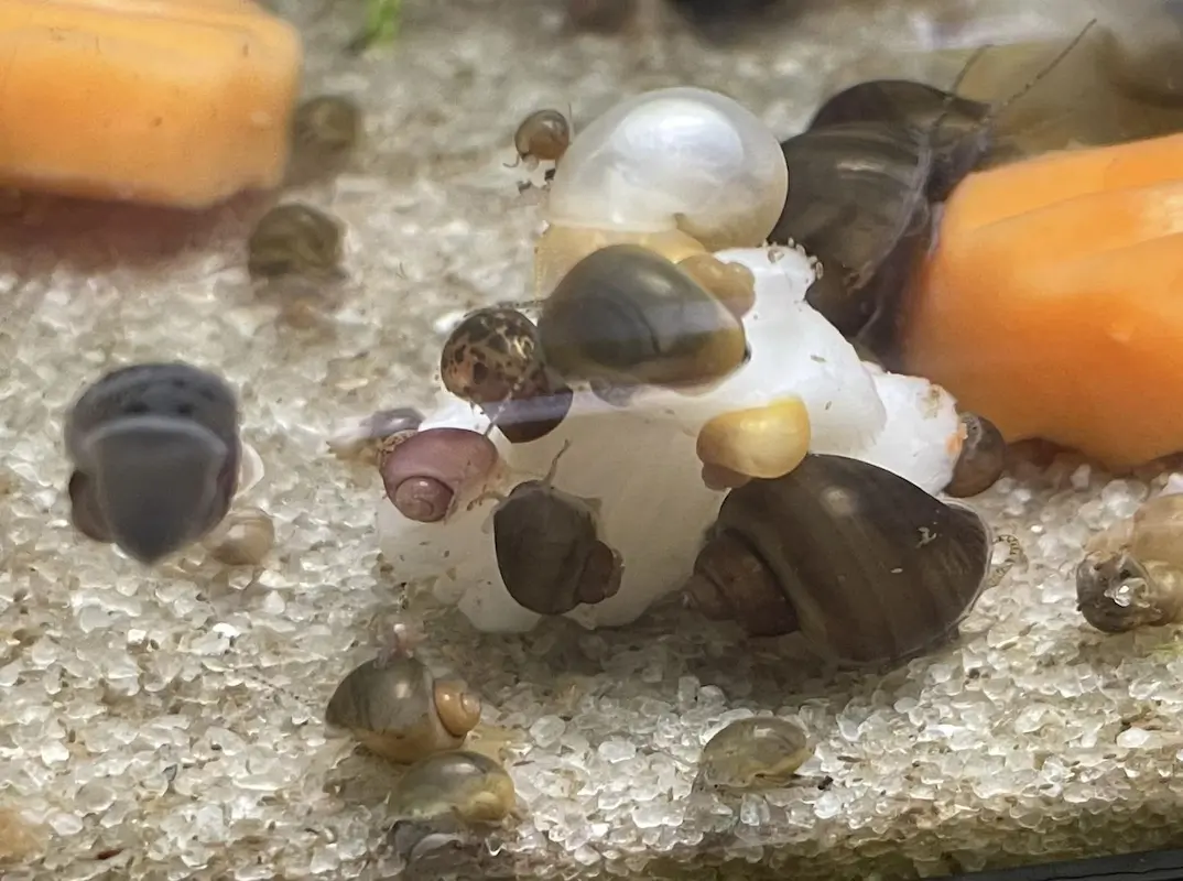 Snails in My Aquarium, image of aquarium snails