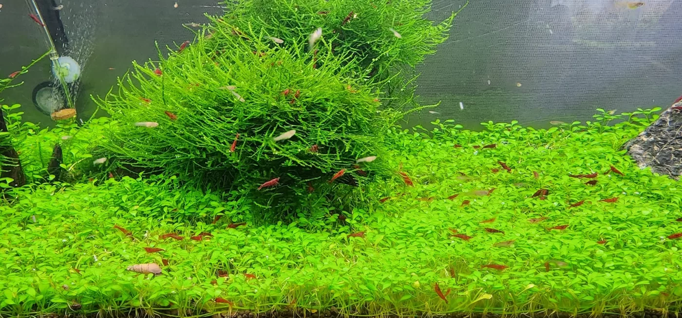 Top 10 Best Plants for Shrimp Tanks, image of planted shrimp tank