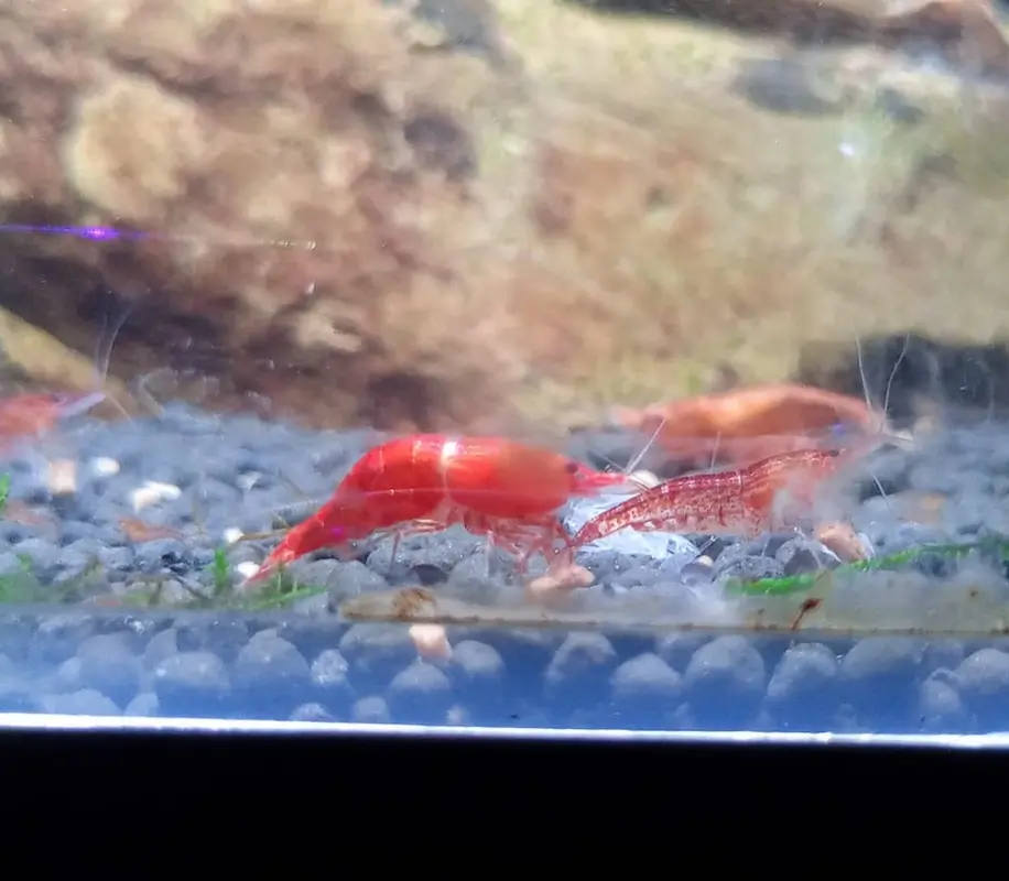 Understanding and Managing Stress for Shrimp