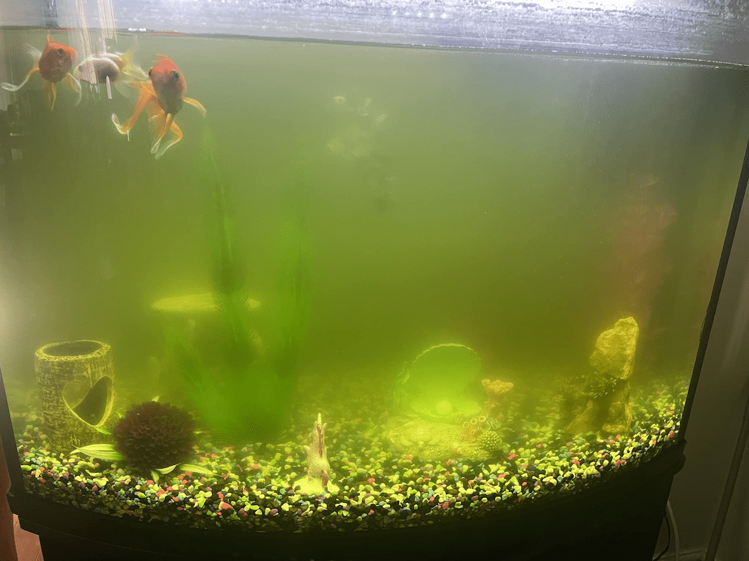 Water turn green, image of aquarium with green water