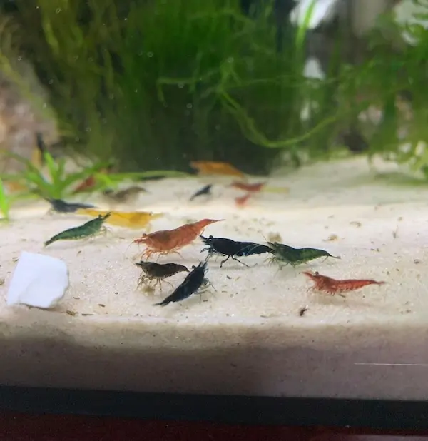 What is a Shrimp Skittle Tank, image of colorful shrimp