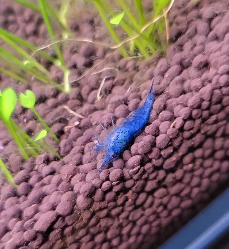 Why are my shrimp dying, an image of a dead shrimp