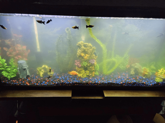 why is my aquarium filter loud aquarium care guide