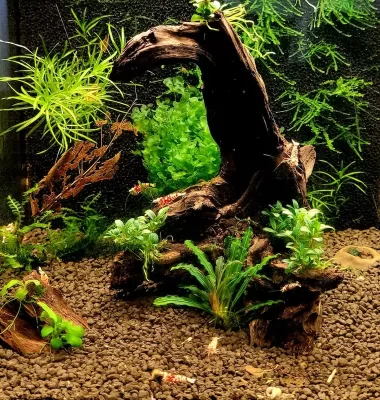 Water Parameters for Caridina Shrimp Tank, image of shrimp tank