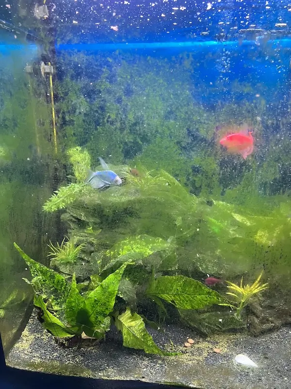 Control green algae, image of a freshwater fish tank with green algae.