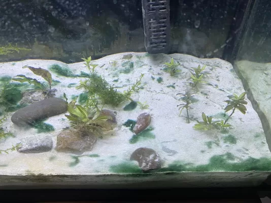 Remove Blue-green algae, image of fish tank with blue green algae.