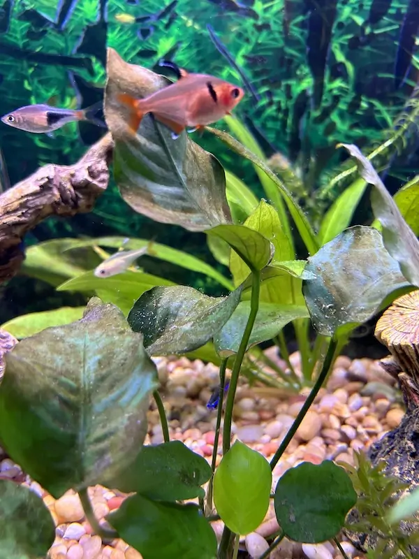 How to Manage Brown Algae in an Aquarium, image of an aquarium with brown algae