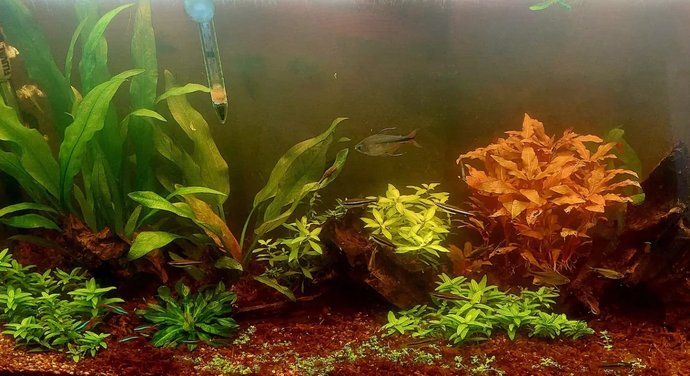 Image of fish tank with ammonia spike