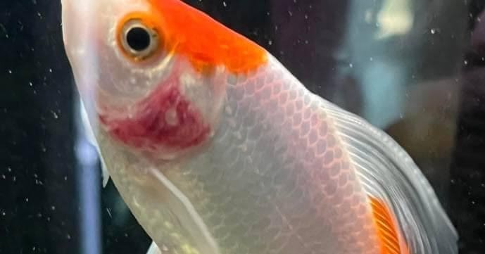 Fish with Bacterial Gill Disease