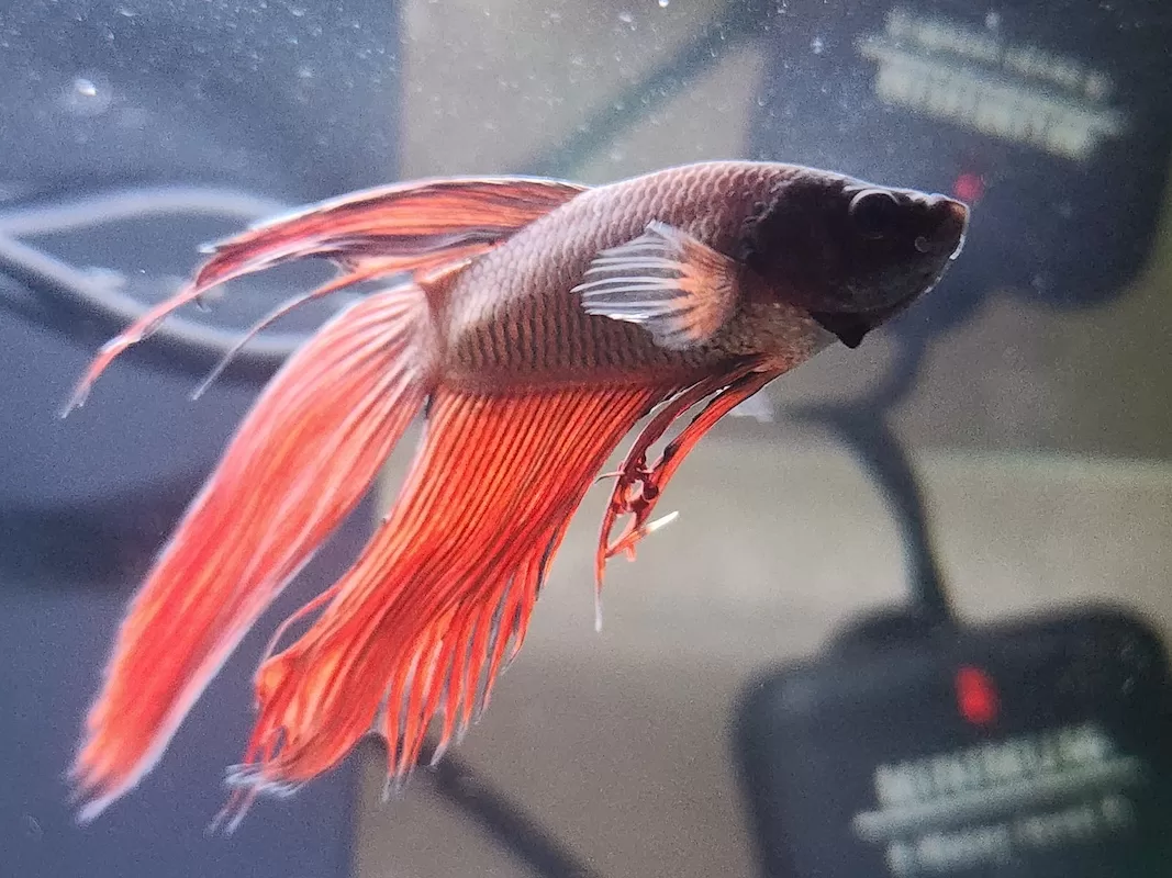 Fin Rot in Aquariums: Causes, Treatment, and Prevention Tips