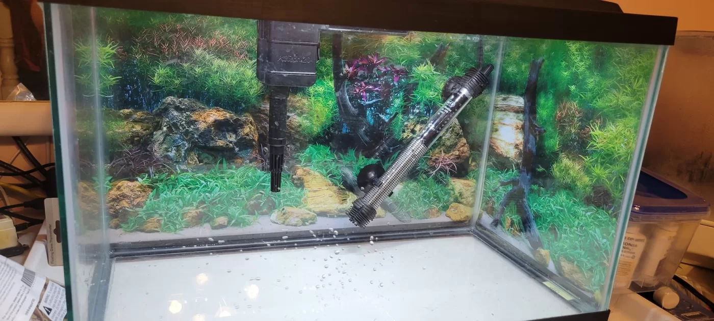 Image of aquarium heater in an aquarium