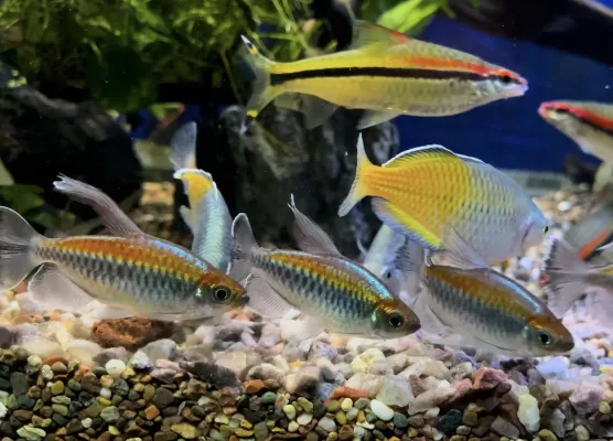 why is my aquarium filter loud aquarium care guide