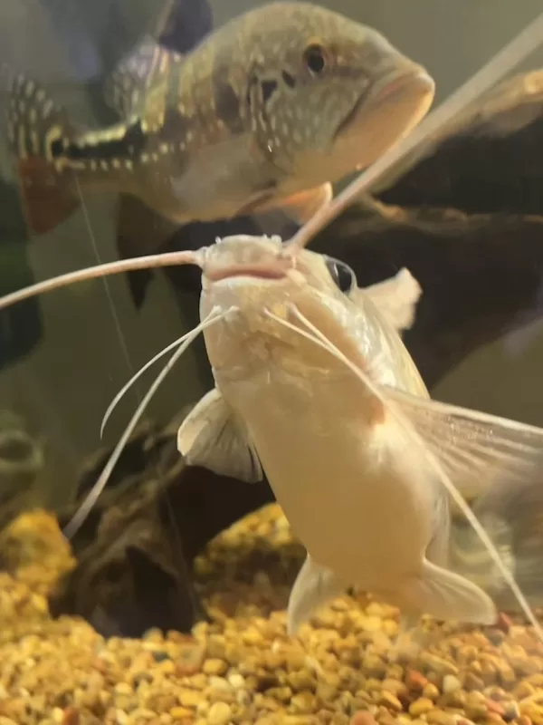 Fish with whiskers