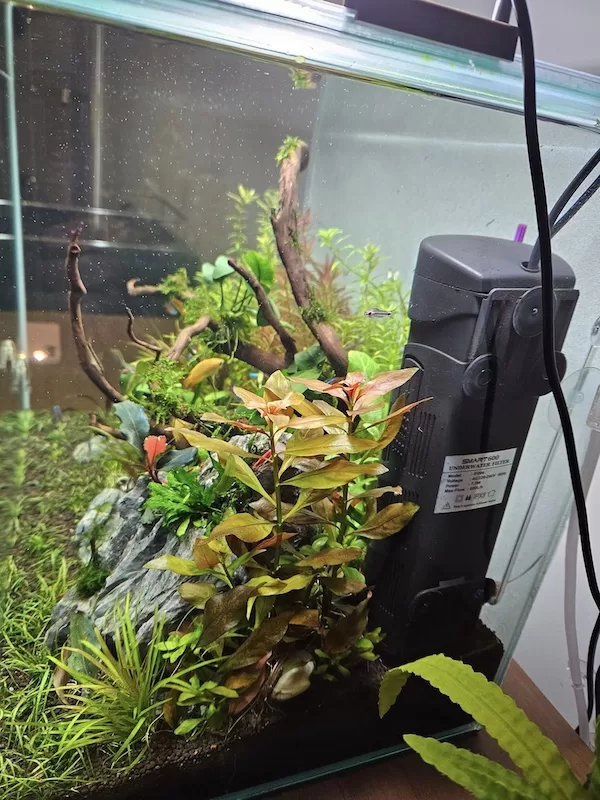 why has my aquarium filter slowed aquarium care guide