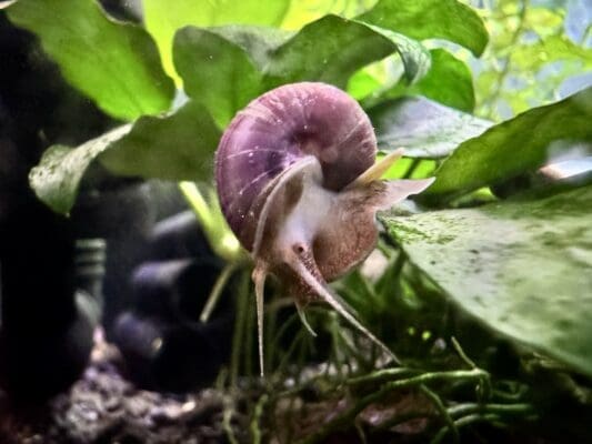 Mystery Snail Care Your Complete Guide