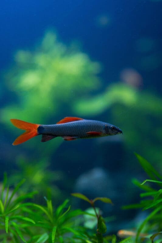 Rainbow shark in a planted freshwater aquarium